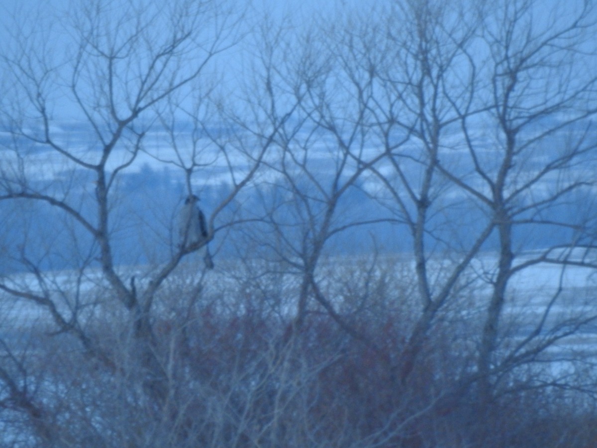 American Goshawk - ML631987397