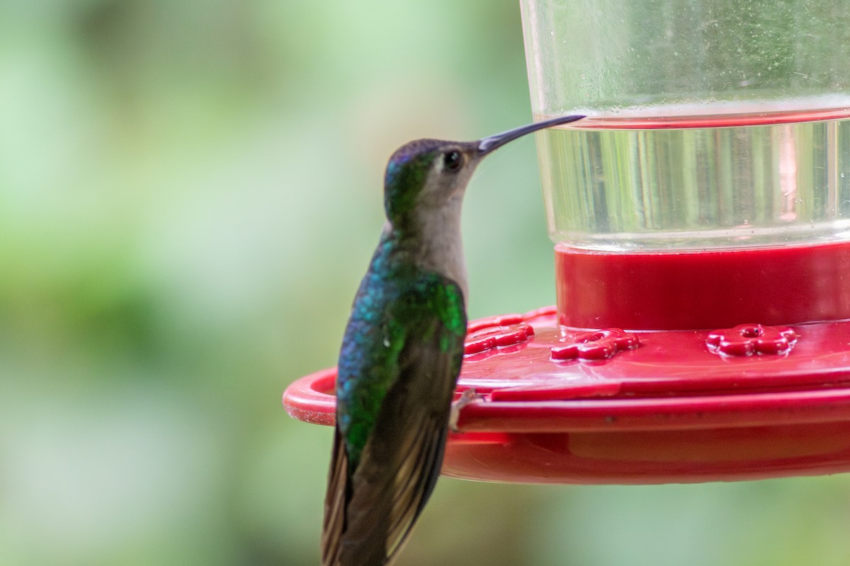 Wedge-tailed Sabrewing - ML631987550