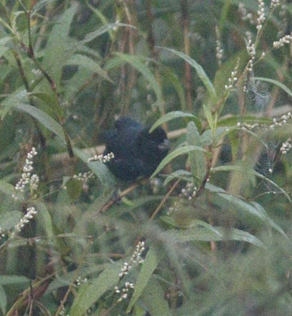 Variable Seedeater - ML631987552