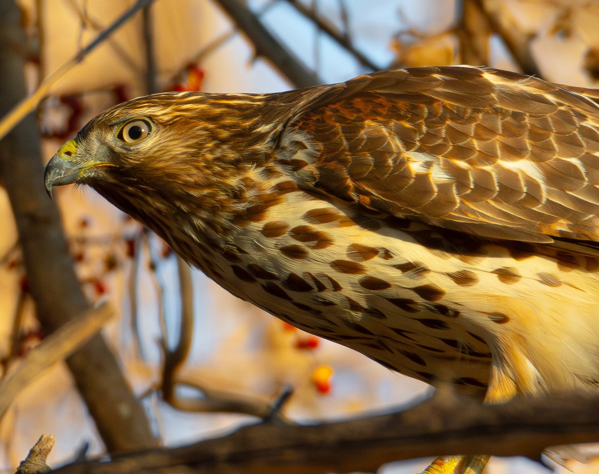 Red-shouldered Hawk - ML631987813