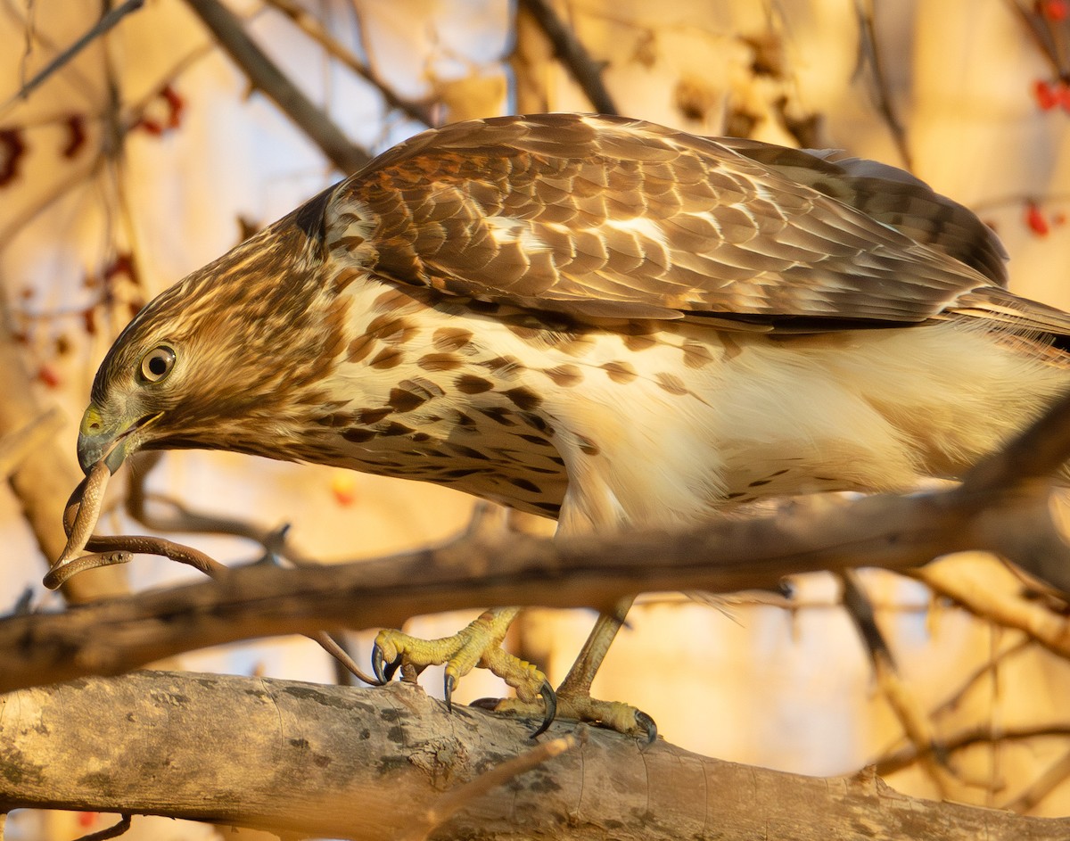 Red-shouldered Hawk - ML631987814