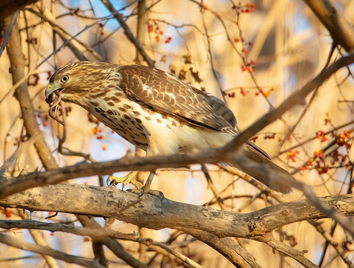 Red-shouldered Hawk - ML631987815