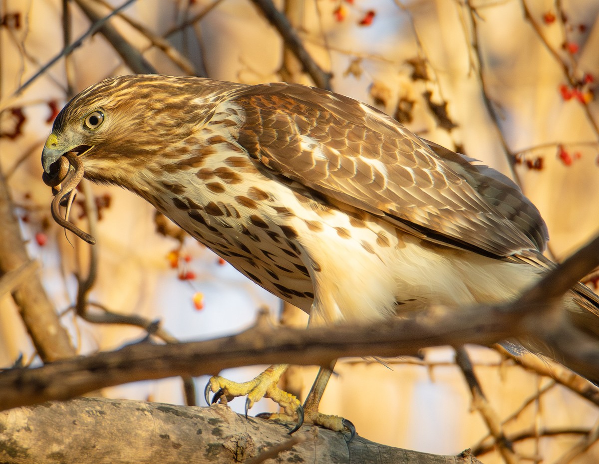 Red-shouldered Hawk - ML631987816