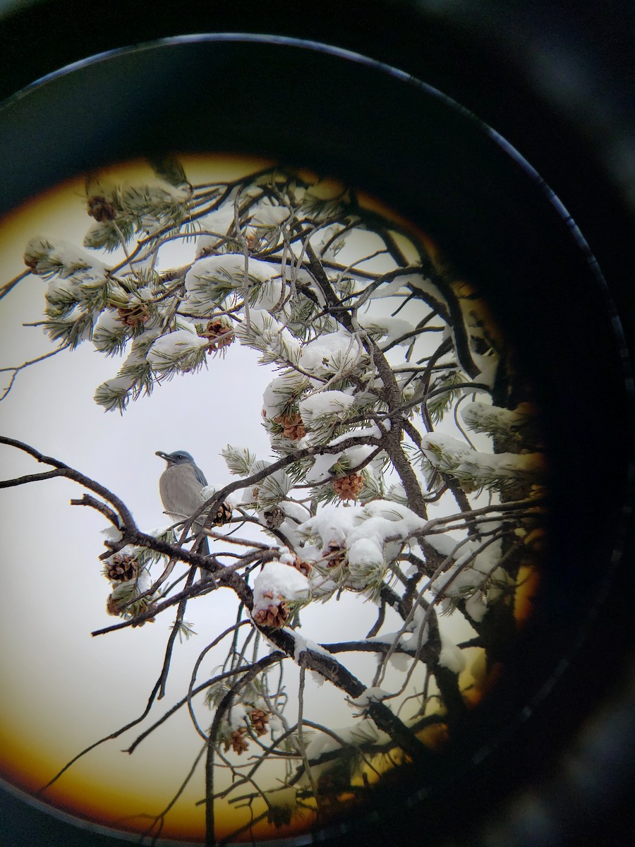 Woodhouse's Scrub-Jay - ML631987935