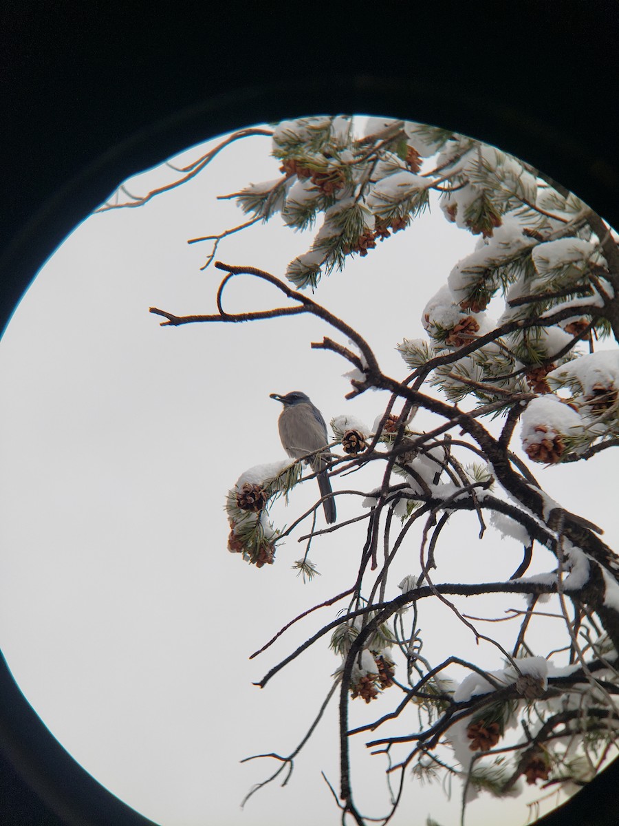 Woodhouse's Scrub-Jay - ML631987939