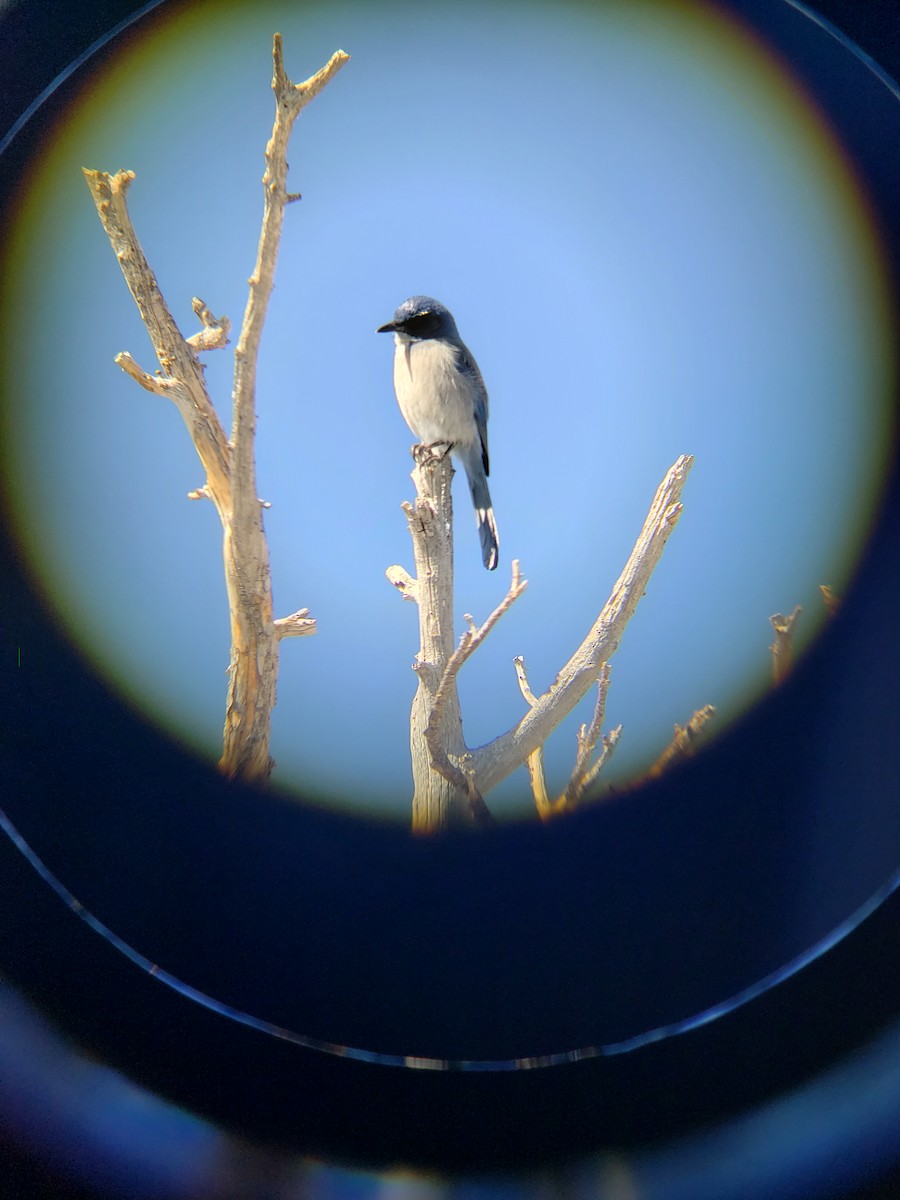 Woodhouse's Scrub-Jay - ML631987947