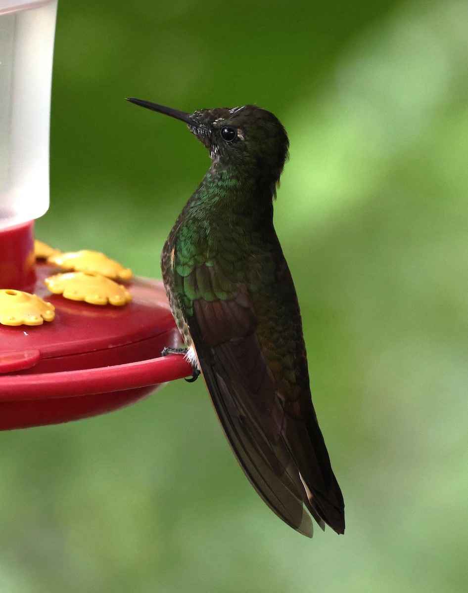 Buff-tailed Coronet - ML631987963