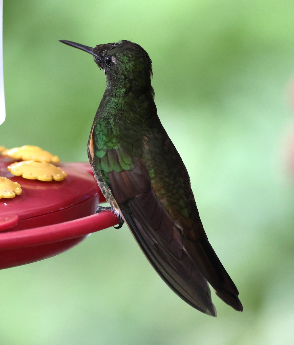 Buff-tailed Coronet - ML631987964