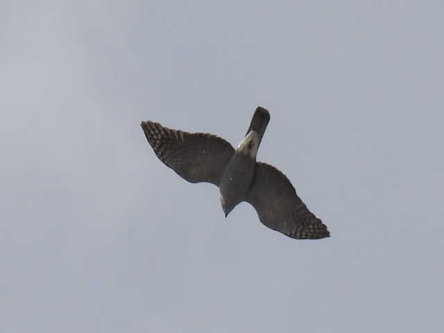 American Goshawk - ML631987986