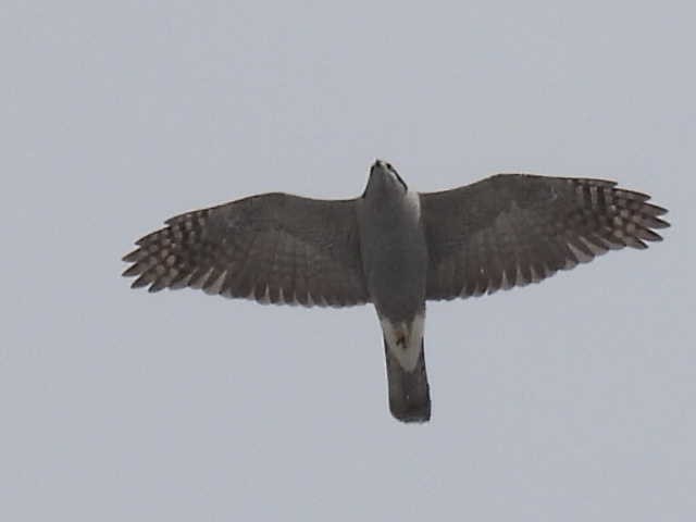 American Goshawk - ML631987987