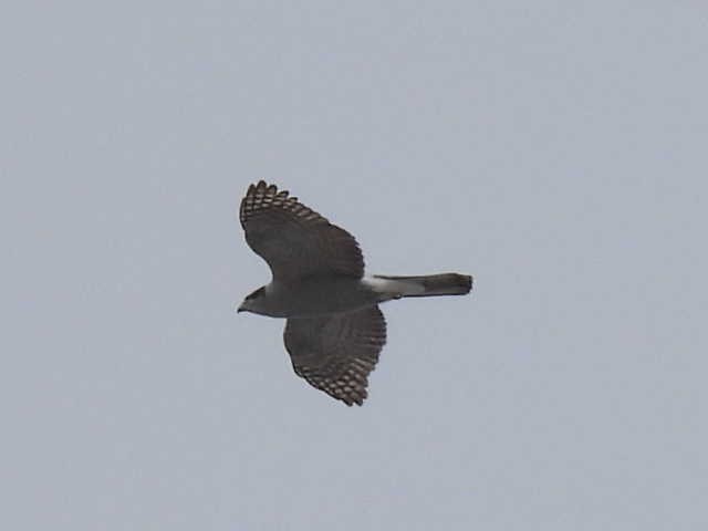 American Goshawk - ML631987989