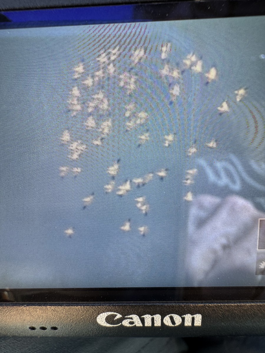 Snow/Ross's Goose - ML631987992