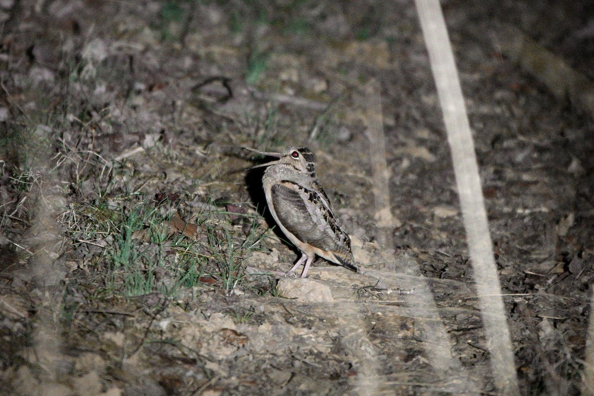 American Woodcock - ML631988094