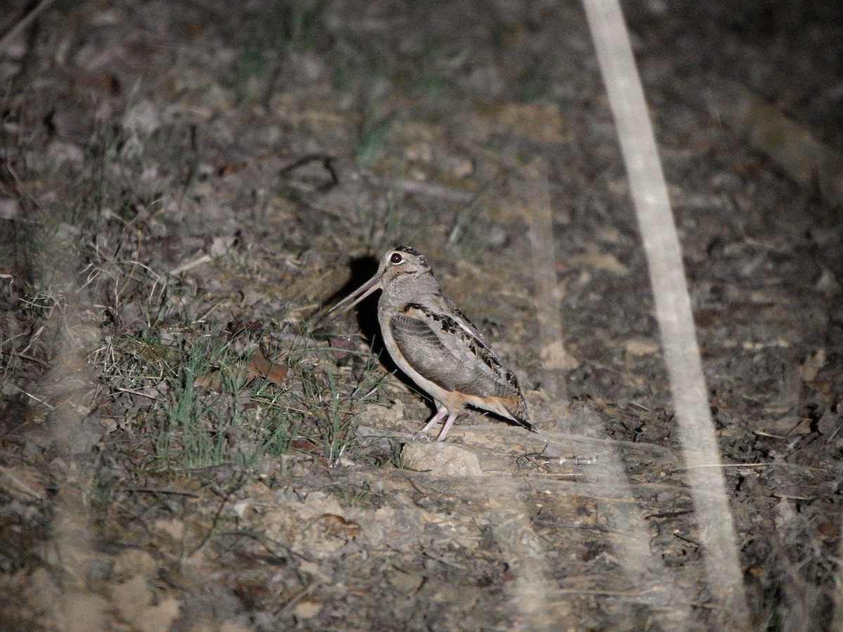 American Woodcock - ML631988095