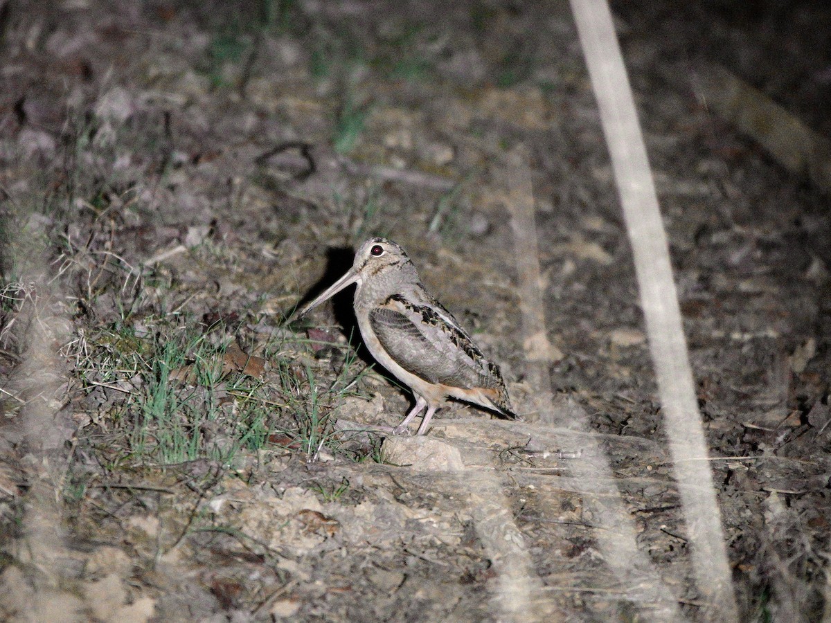 American Woodcock - ML631988096