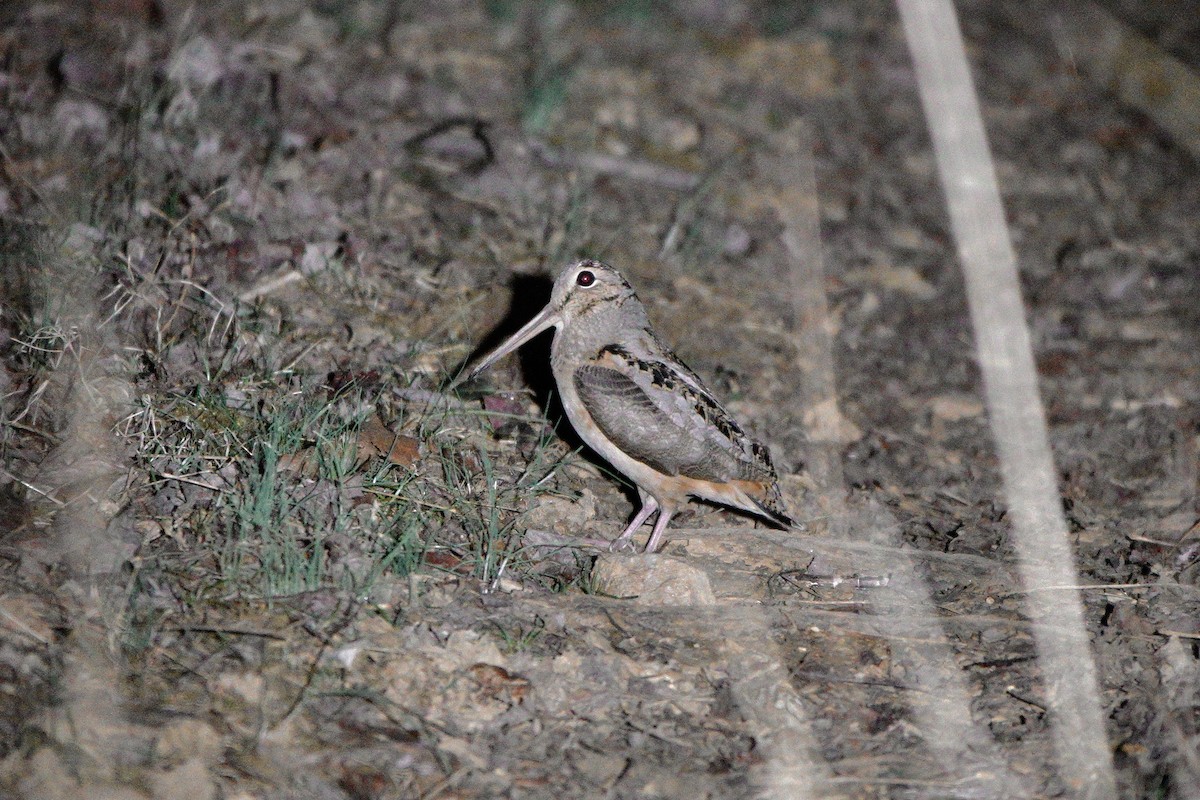 American Woodcock - ML631988097