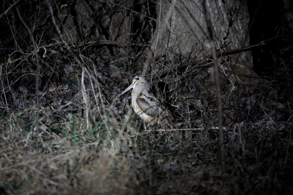 American Woodcock - ML631988101