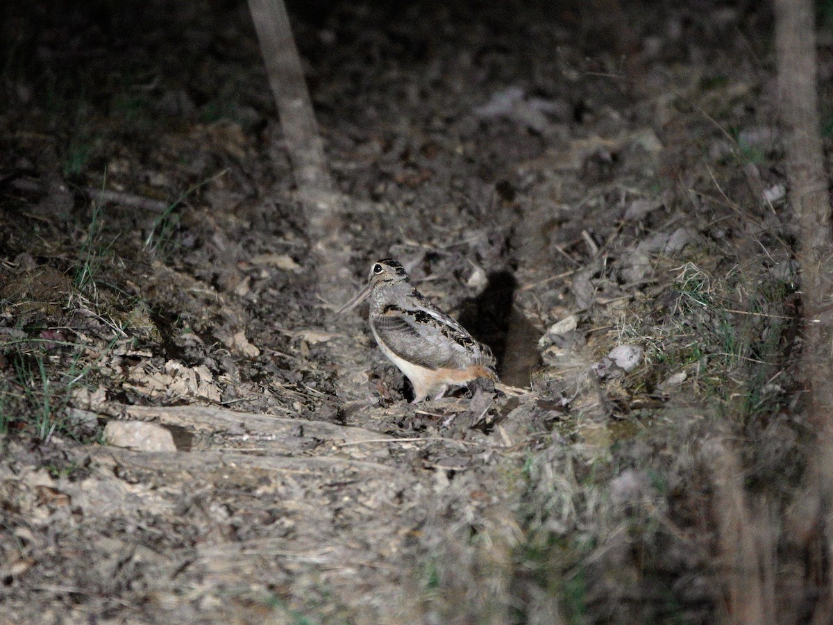 American Woodcock - ML631988102