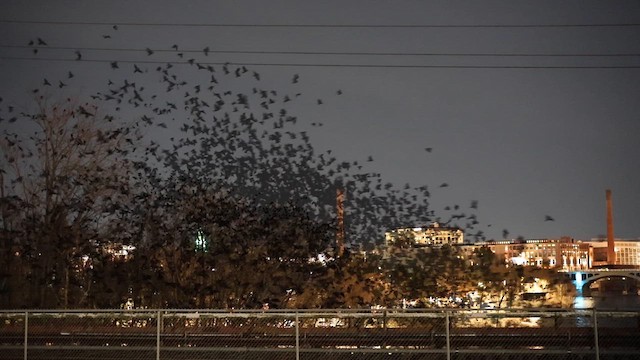 American Crow - ML631988219