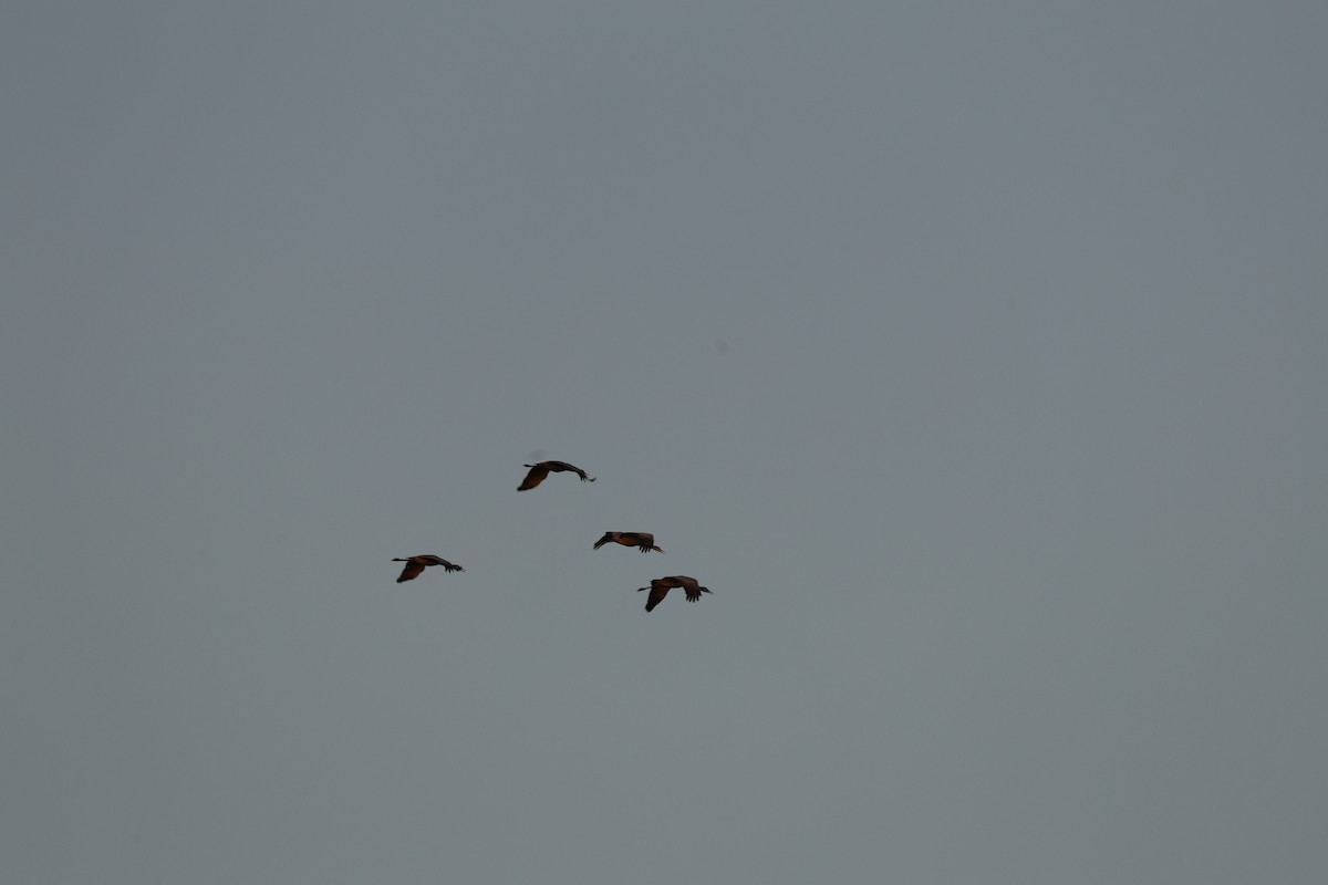 Sandhill Crane - ML631988483