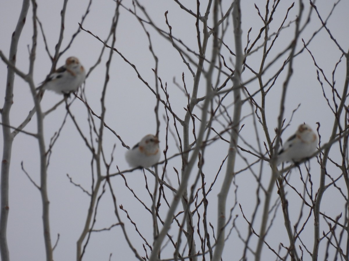Цасч хөмрөг - ML631988533