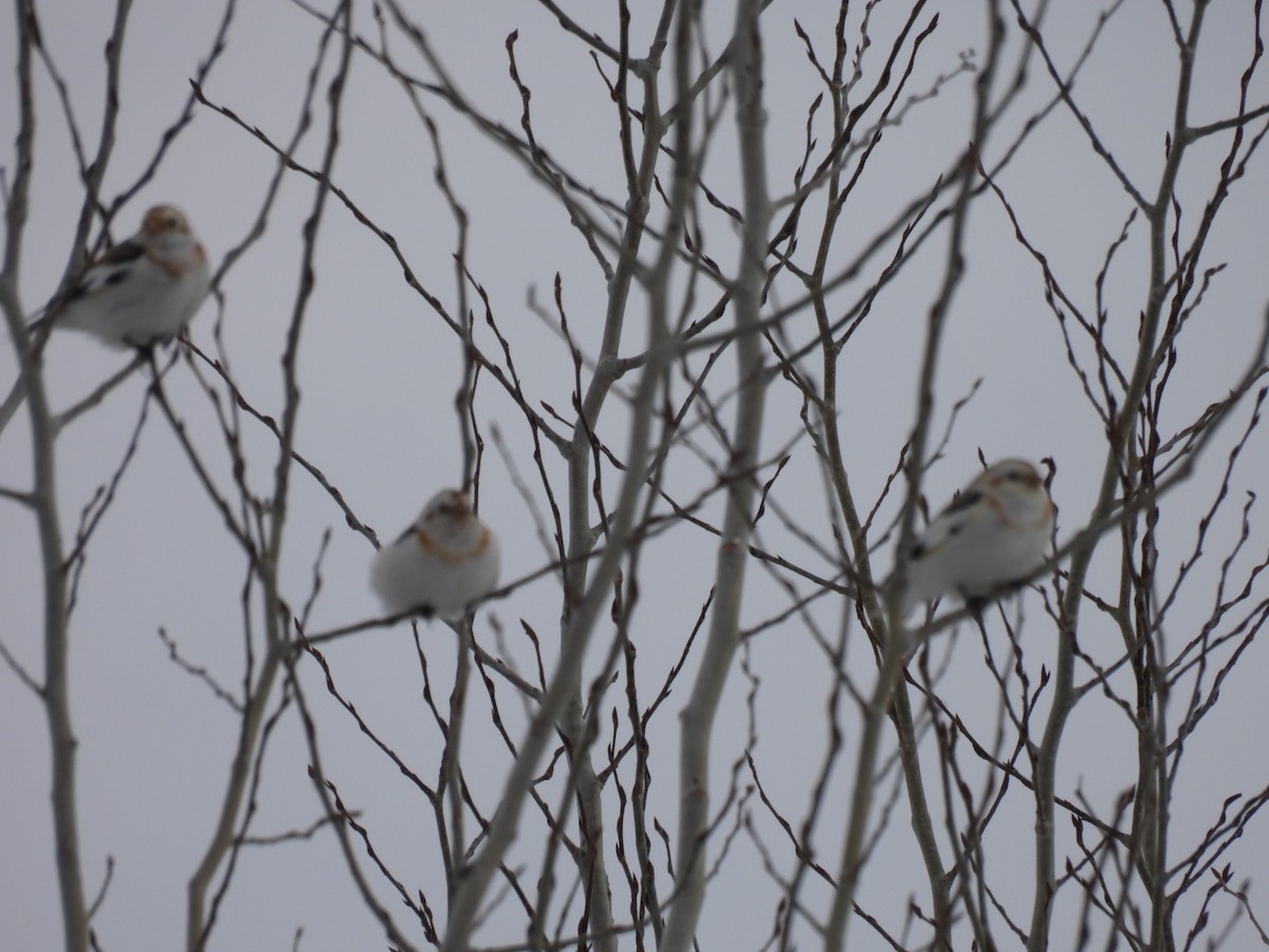 Цасч хөмрөг - ML631988534