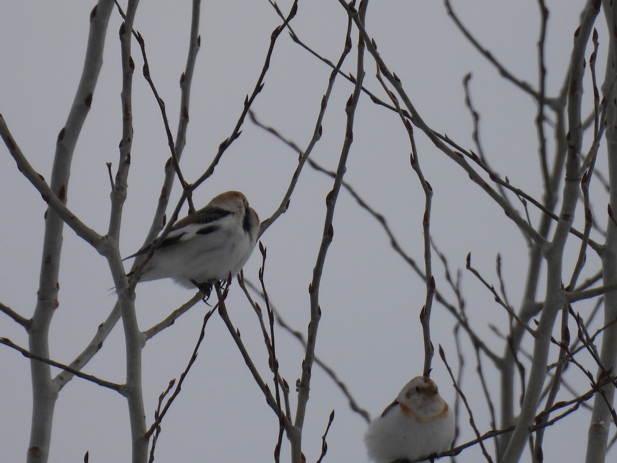 Цасч хөмрөг - ML631988535