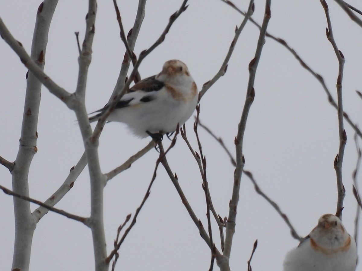 Цасч хөмрөг - ML631988536