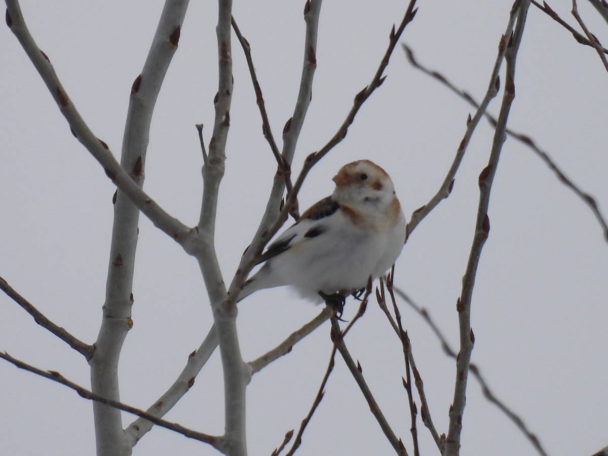 Цасч хөмрөг - ML631988537