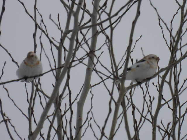 Цасч хөмрөг - ML631988539