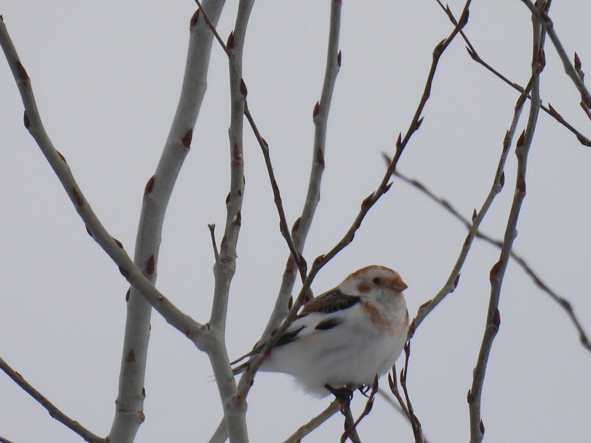 Цасч хөмрөг - ML631988540