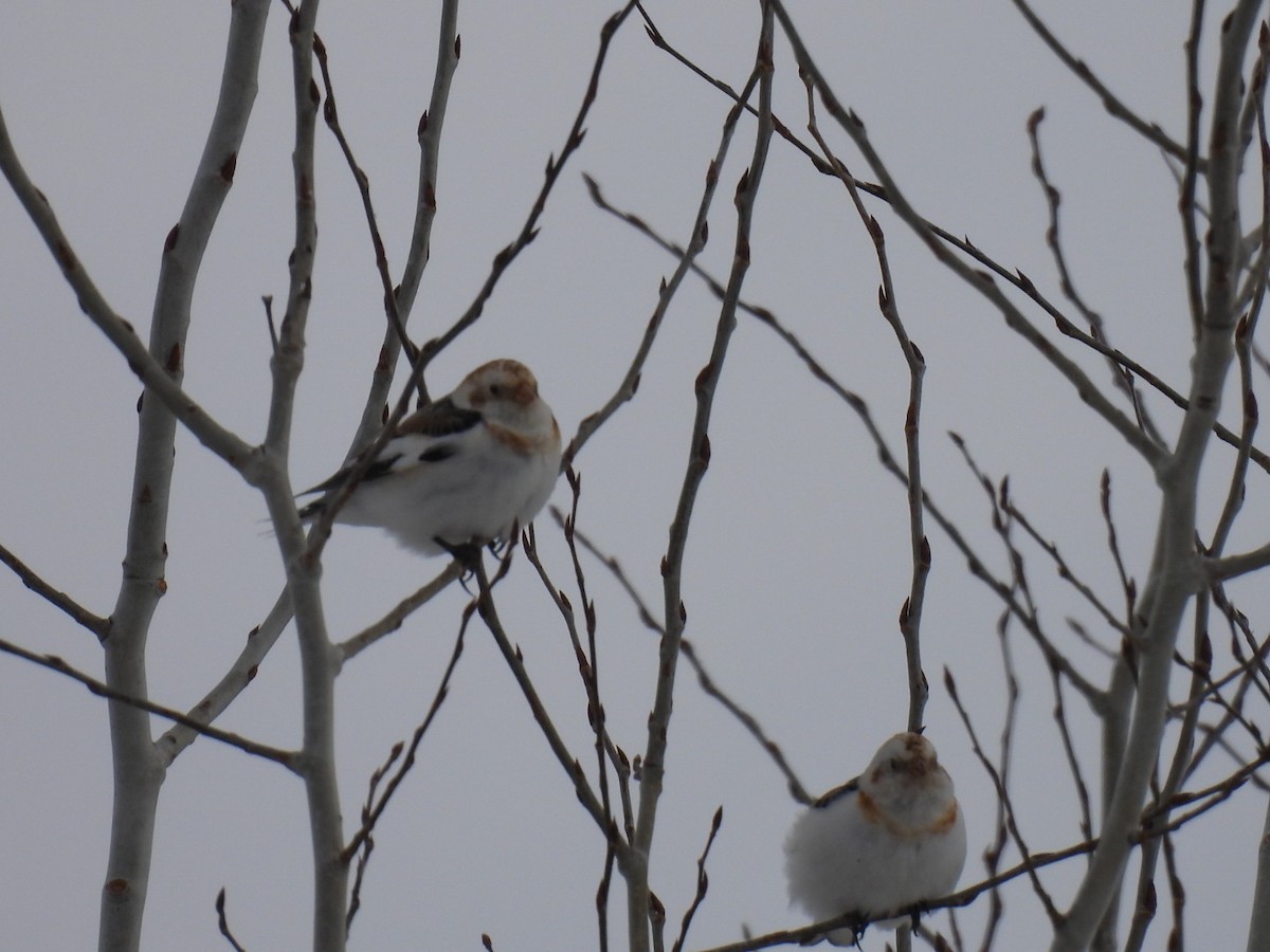 Цасч хөмрөг - ML631988541