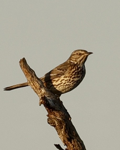 Sage Thrasher - ML631988544