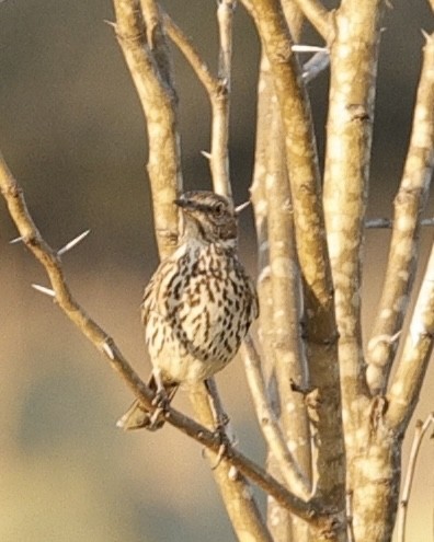 Sage Thrasher - ML631988546