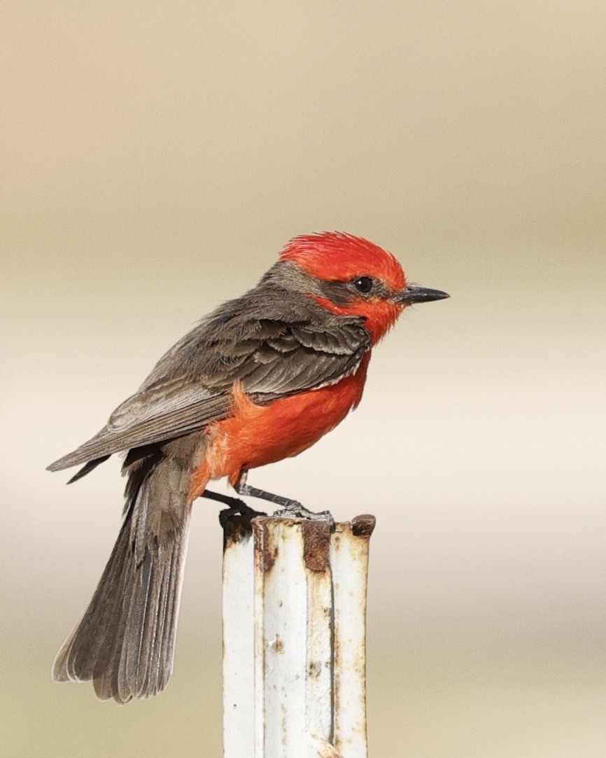 Vermilion Flycatcher - ML631988600