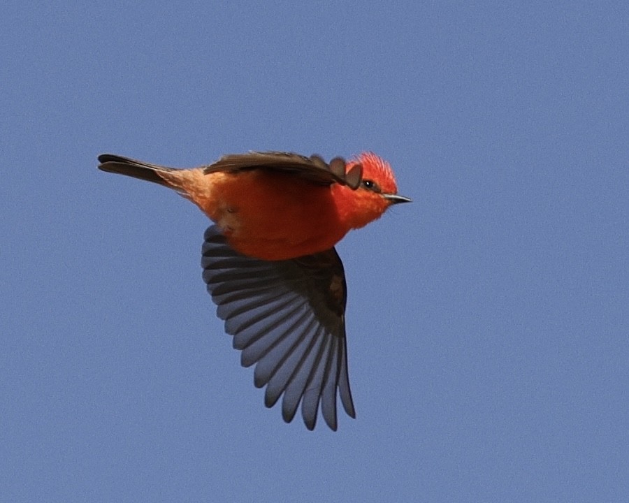 Vermilion Flycatcher - ML631988601