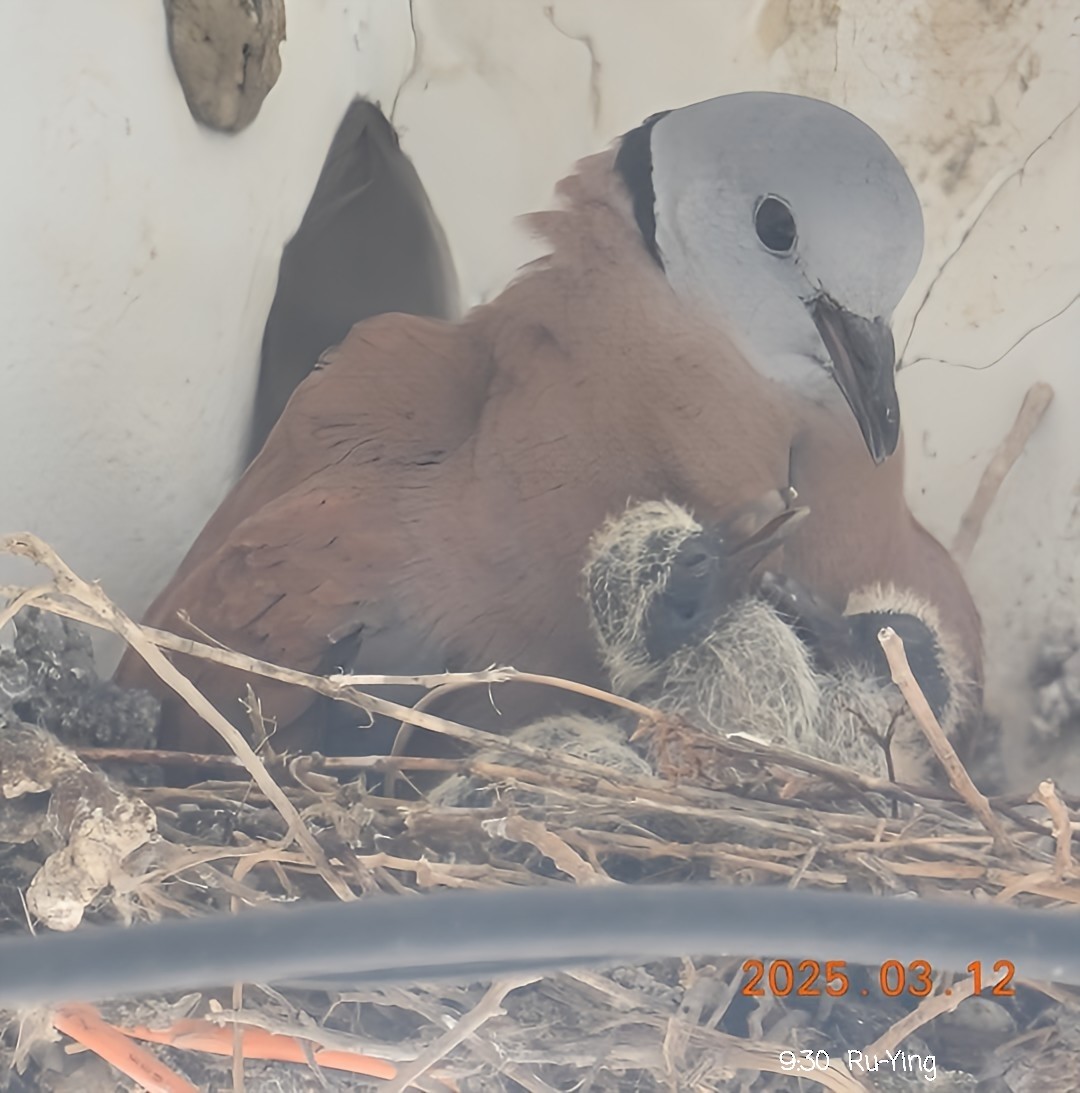 Red Collared-Dove - ML631988721