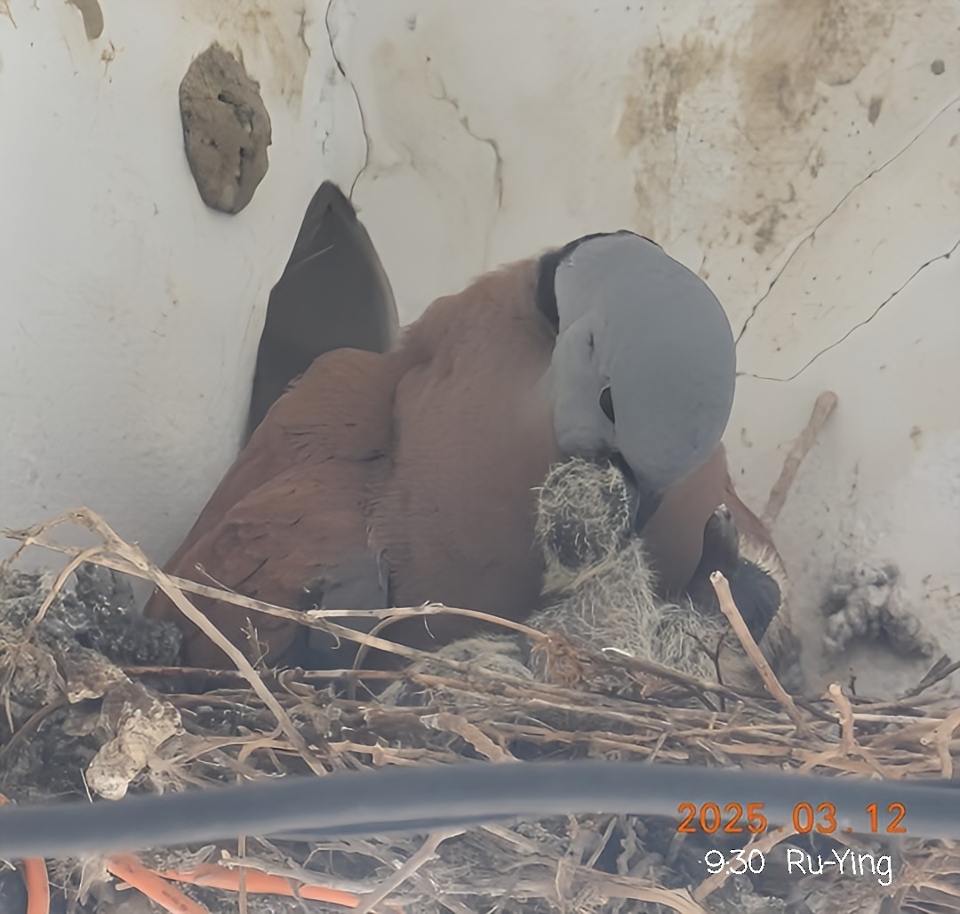 Red Collared-Dove - ML631988722