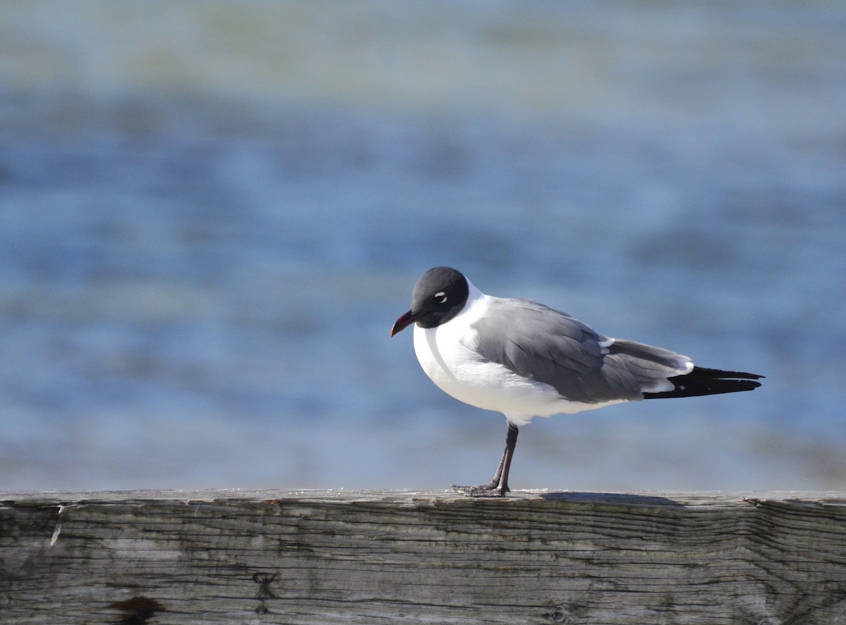 Laughing Gull - ML631988873