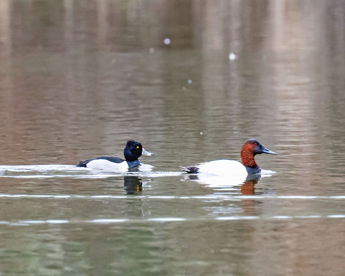 Canvasback - ML631989029