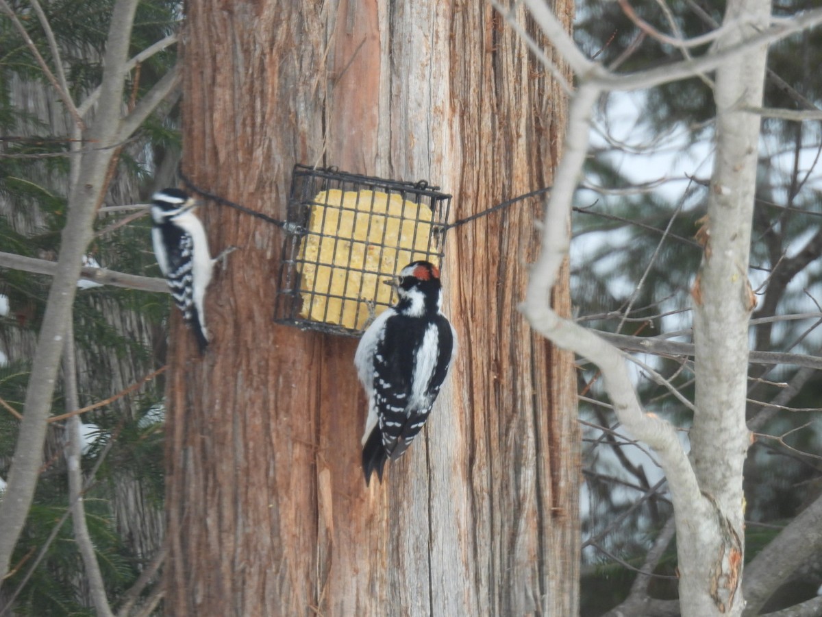 Downy Woodpecker - ML631989172