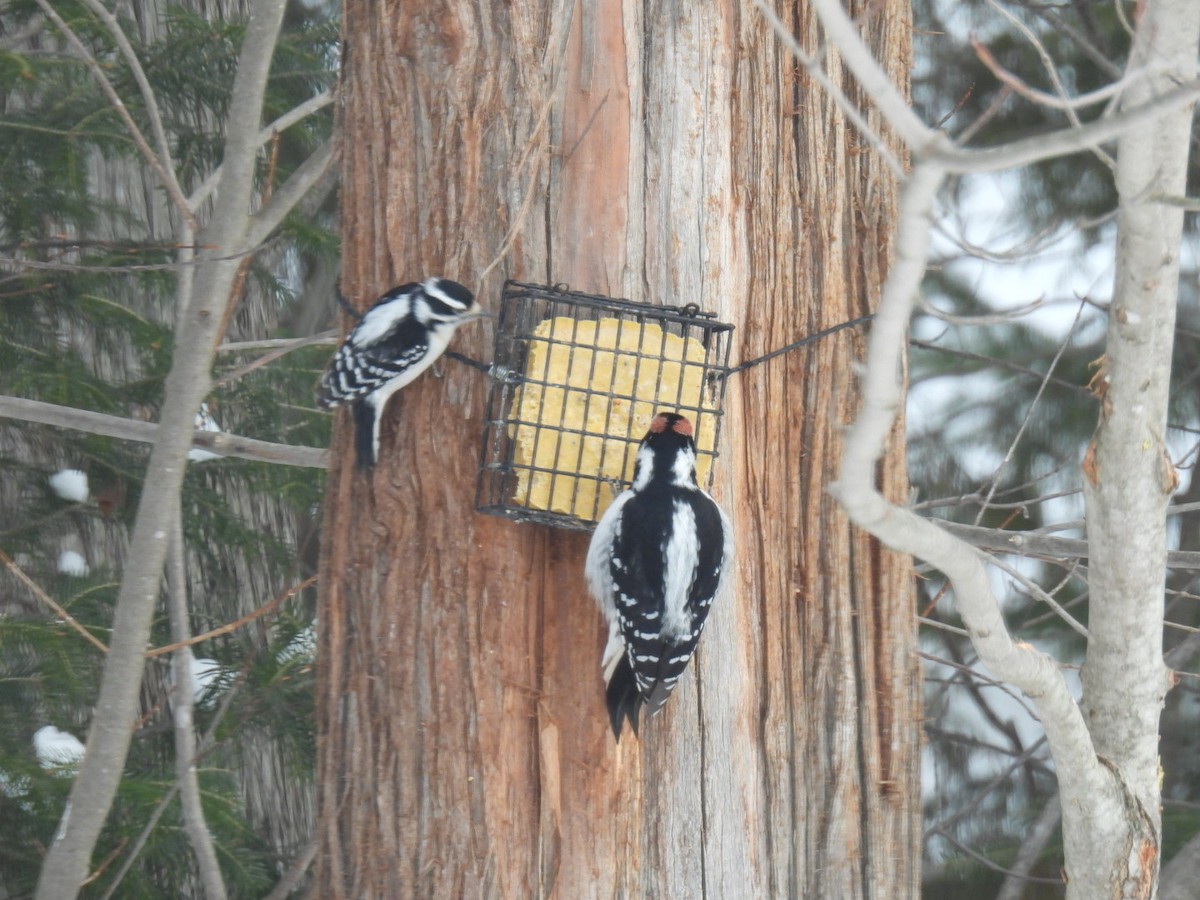 Downy Woodpecker - ML631989173