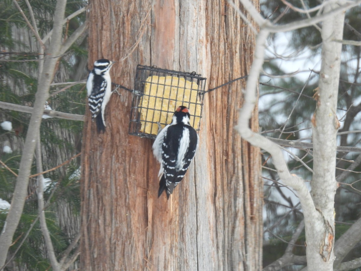 Downy Woodpecker - ML631989174