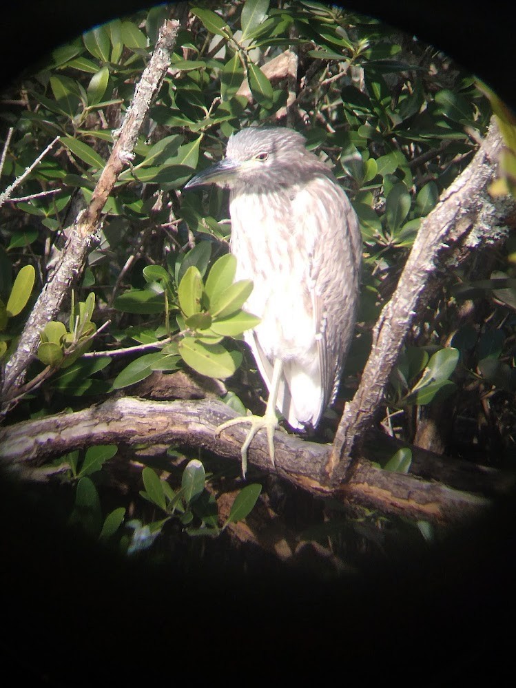 Black-crowned Night Heron - ML631989287