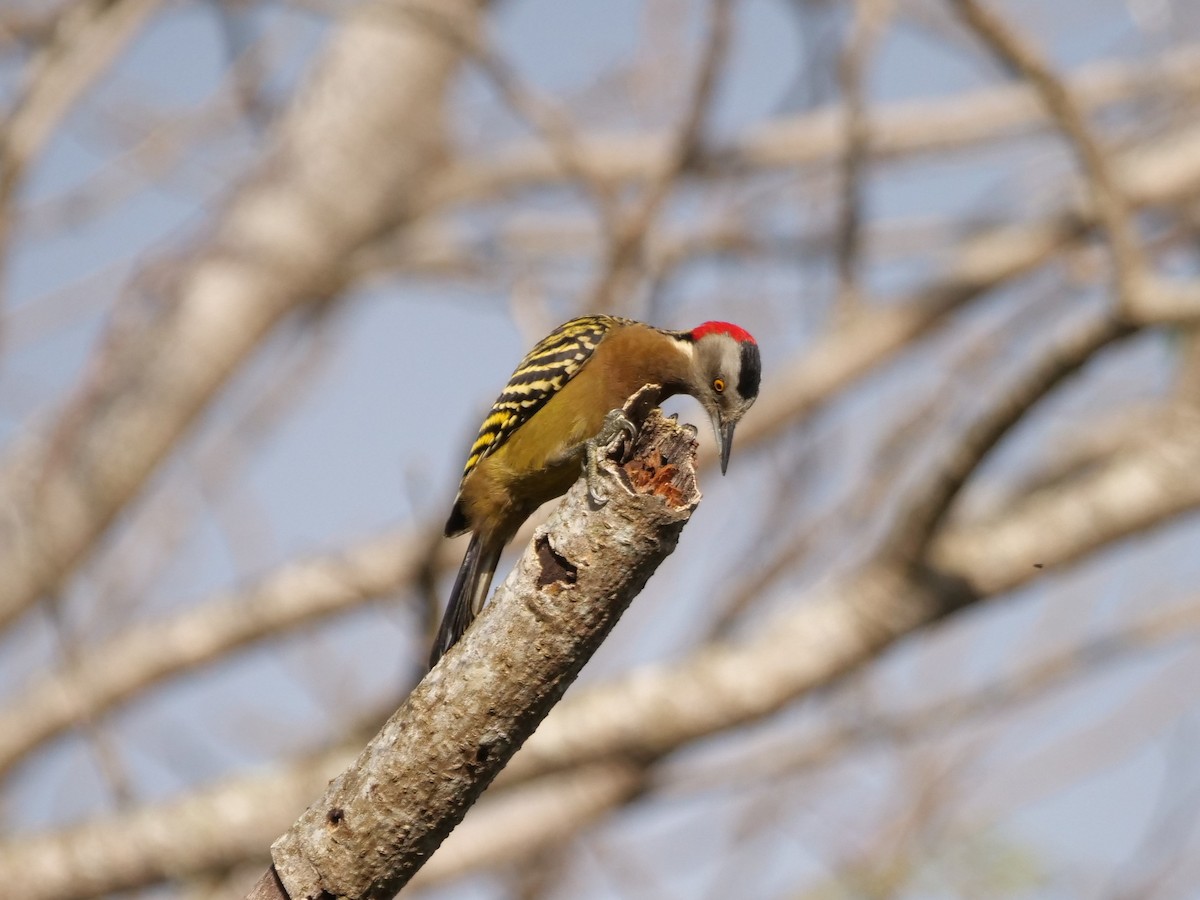 Hispaniolan Woodpecker - ML631989372