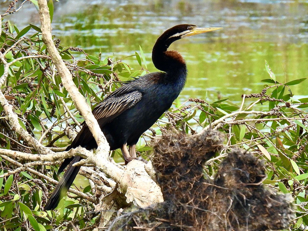 Anhinga Australiana - ML631989426