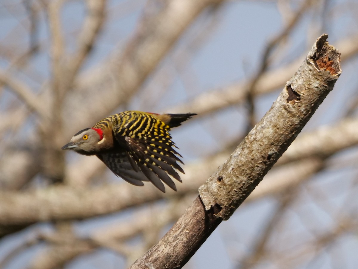 Hispaniolan Woodpecker - ML631989441