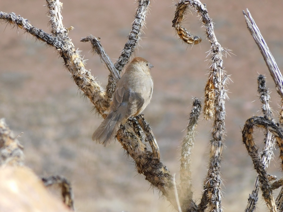 Canyon Towhee - ML631989464