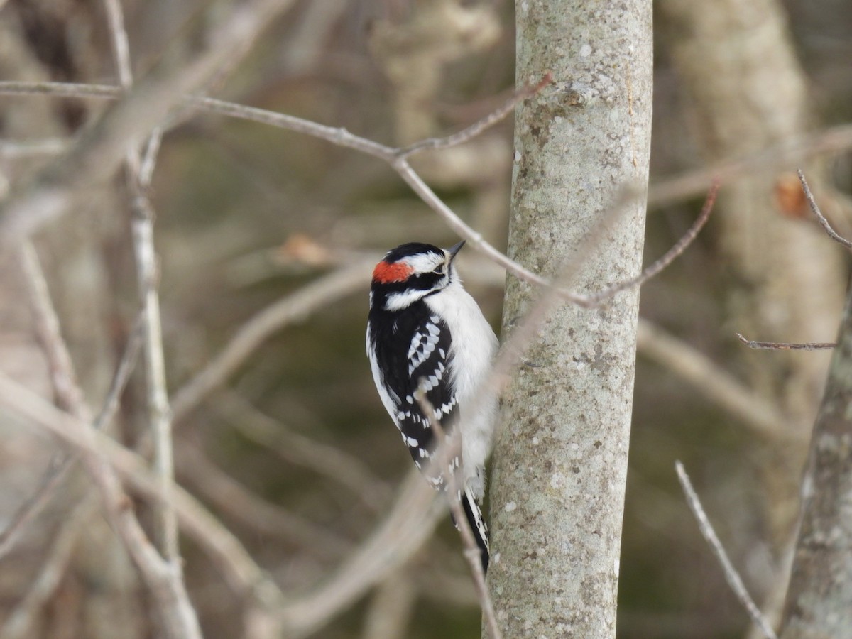Downy Woodpecker - ML631989555