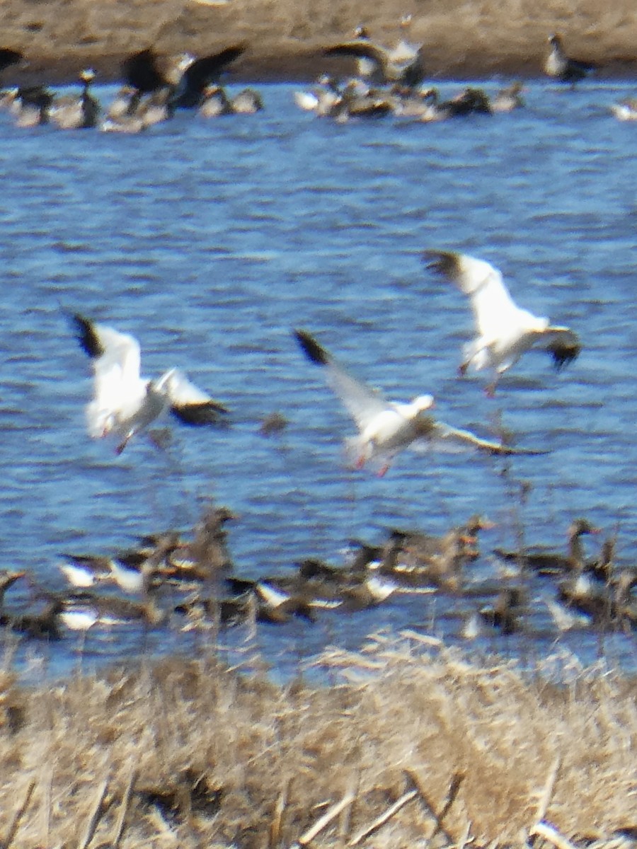 Ross's Goose - ML631989578
